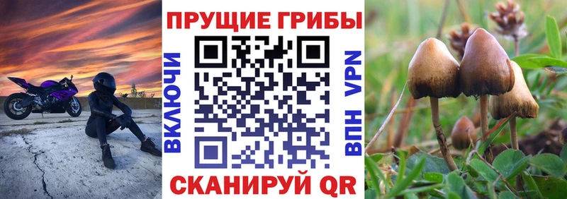 Псилоцибиновые грибы Psilocybe  Купить закладки  Нижнеудинск 